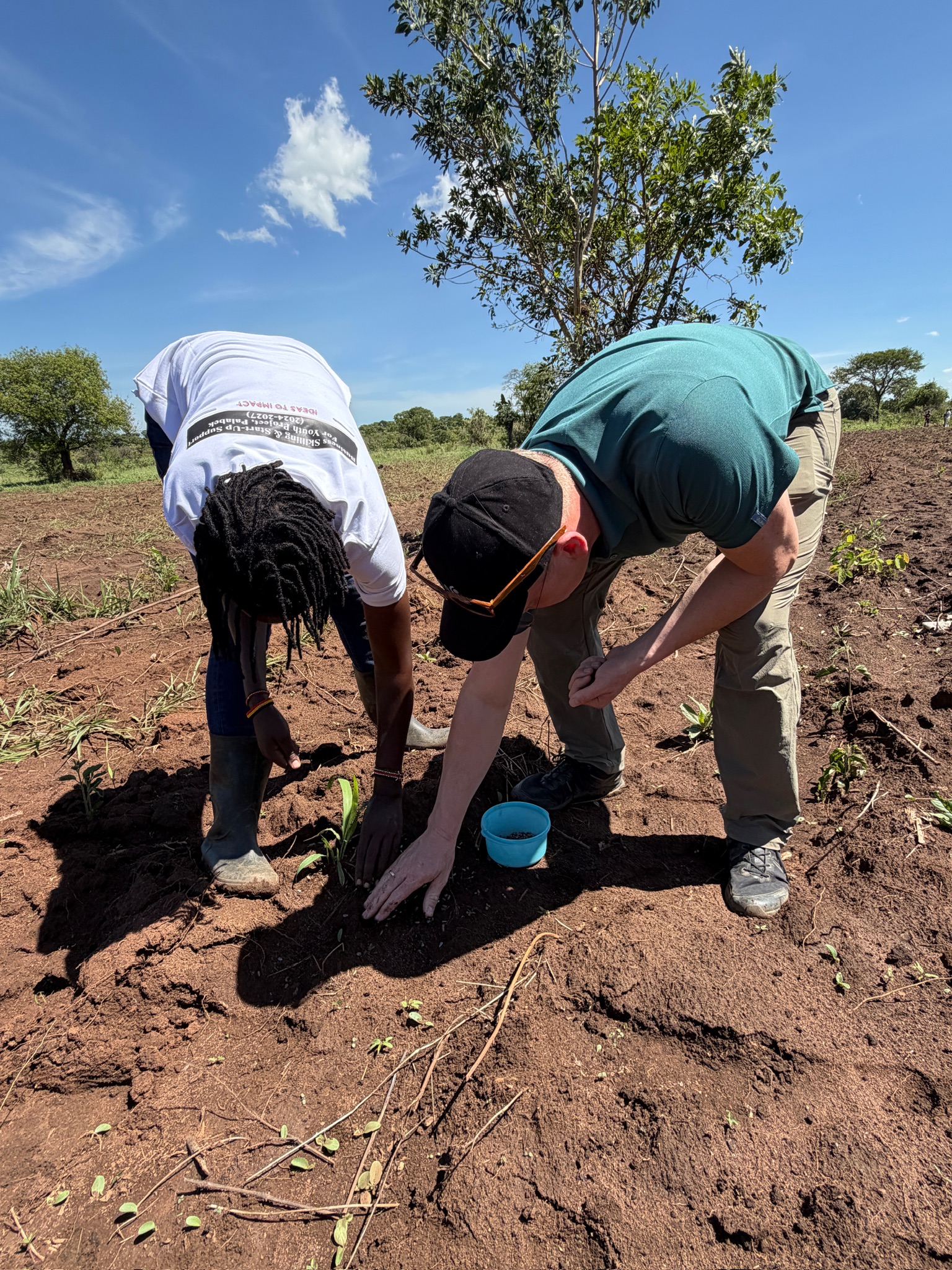 Two people kneeling and planting young seedlings in red soil under a bright blue sky.